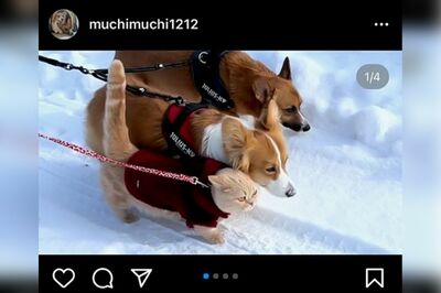 雪の中を猛ダッシュする３匹