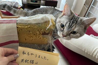 《ねこさまのイタズラ》愛する猫の悪魔的所業がSNSで大バズり！泥棒猫はもちろん許します「われわれ人間は…