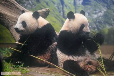 《上野動物園双子パンダ》シャオシャオ＆レイレイ1月25日に中国返還！激混みの園内「並べばよかった」後悔…