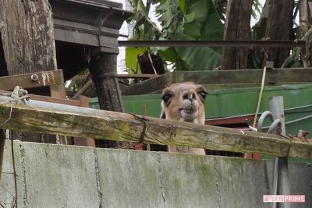 堀井動物園第二飼育場。コンクリートブロックの塀越しに顔をのぞかせる動物も