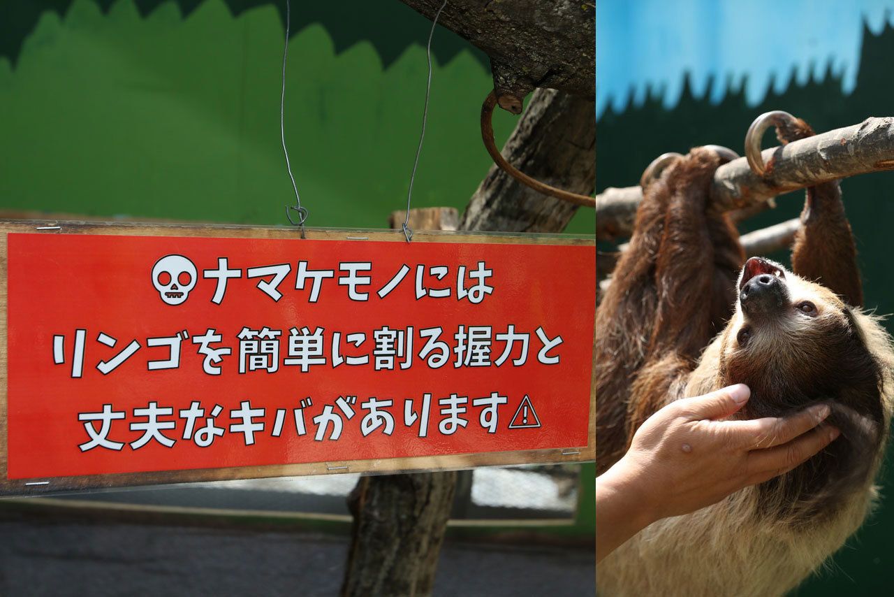 ナマケモノにも触れるが、すぐ横には注意を促す看板が…