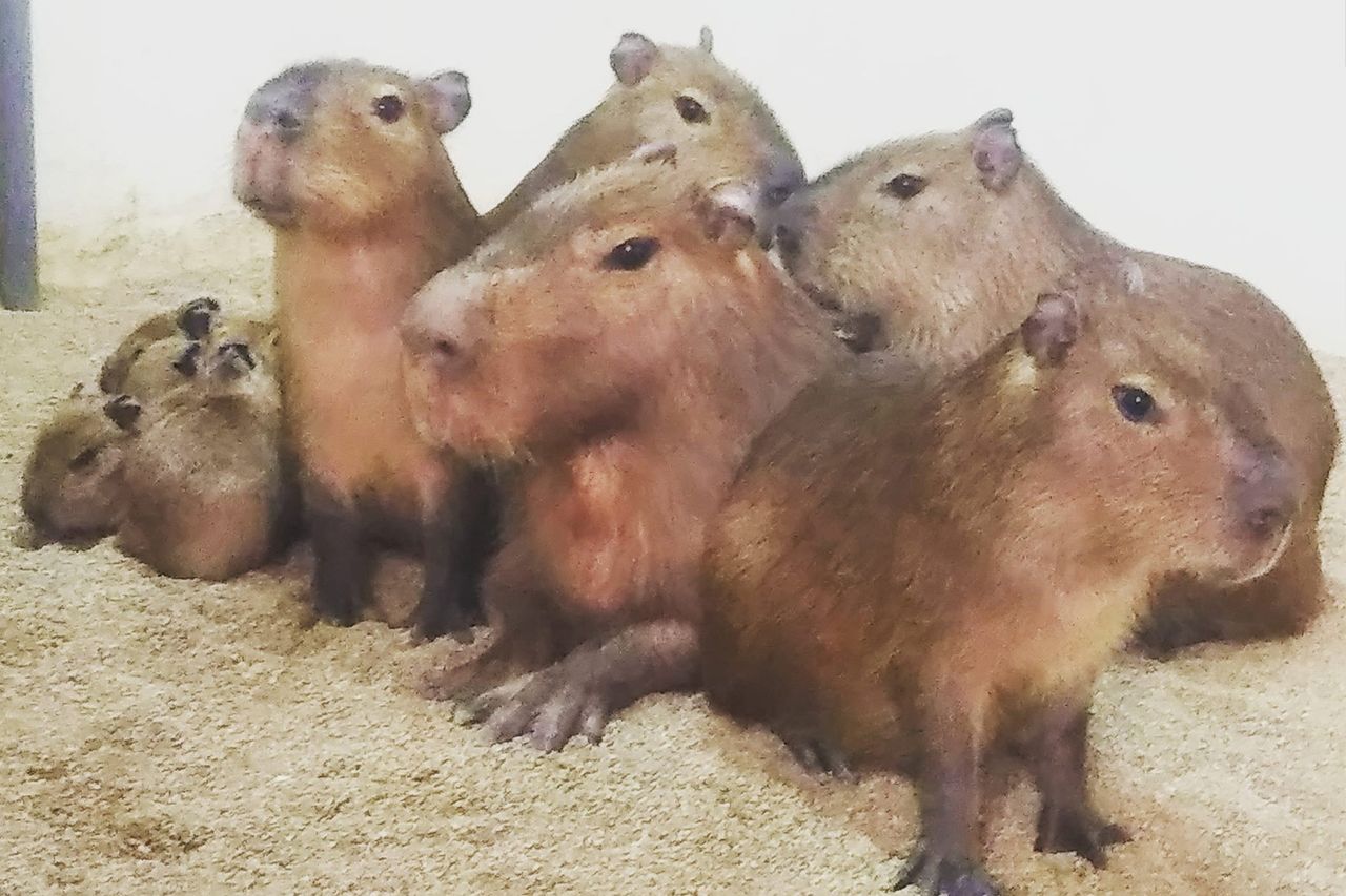 カピバラたち　写真提供／草津熱帯圏