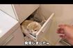閉め忘れた棚に猫が閉じ込められたという動画(『もちまる日記』YouTubeより)