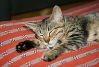 錦戸亮の不倫報道、それでも掲載され続けるベッド写真の存在意義