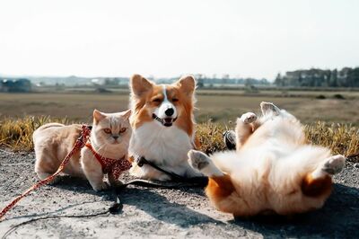 犬と猫の兄妹、ちぃ（♂）、むぅ（♀）、ととろ（マンチカン♀）