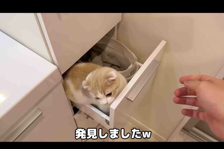 閉め忘れた棚に猫が閉じ込められたという動画（『もちまる日記』YouTubeより）
