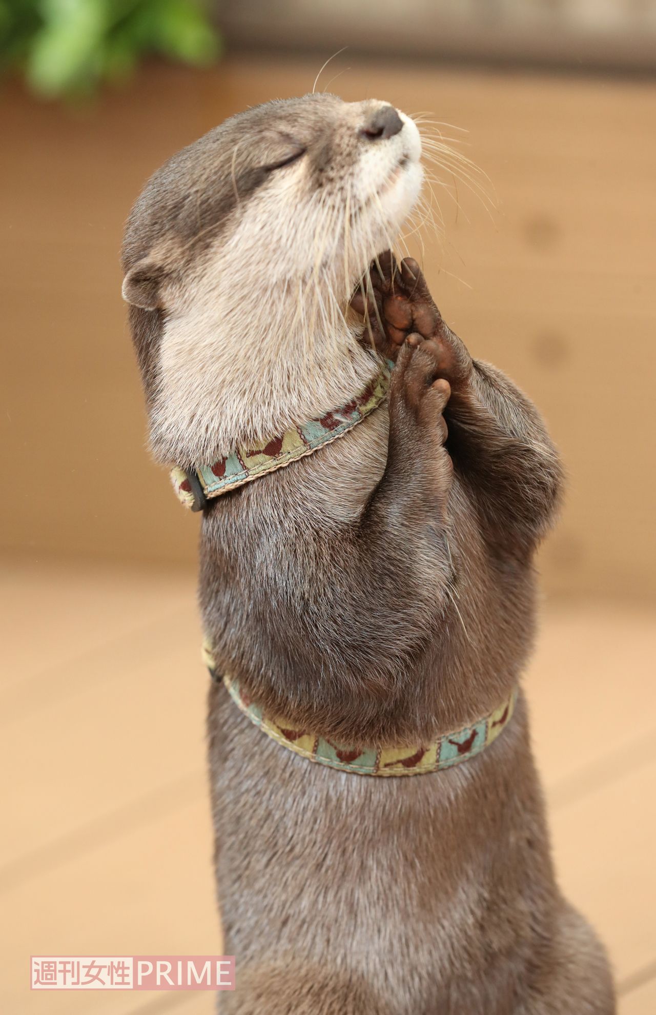 サンシャイン水族館のカワウソ・やまと　撮影／吉岡竜紀