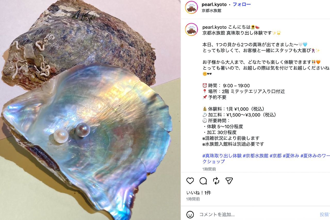 真珠取り出し体験を実施している京都水族館（公式Instagramより）