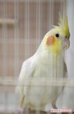 半年前に保護されたオカメインコ