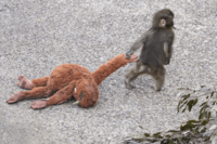 市川市動植物園《パンチくん》IKEAのぬいぐるみ「オランママ」卒業の足音…ママがいなくても発見できるパン…