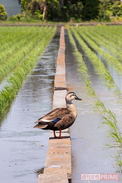 わが子を探し回る親ガモ（取手・5月22日）