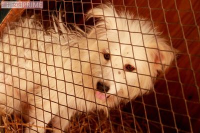 犬・猫の大量廃棄や遺棄が横行、ペット産業の発展が生み出した“闇”を消すには