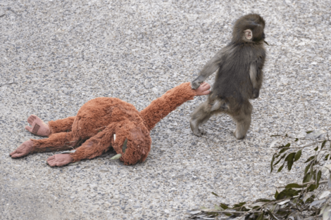 市川市動植物園《パンチくん》IKEAのぬいぐるみ「オランママ」卒業の足音…ママがいなくても発見できるパンチくん3つの特徴