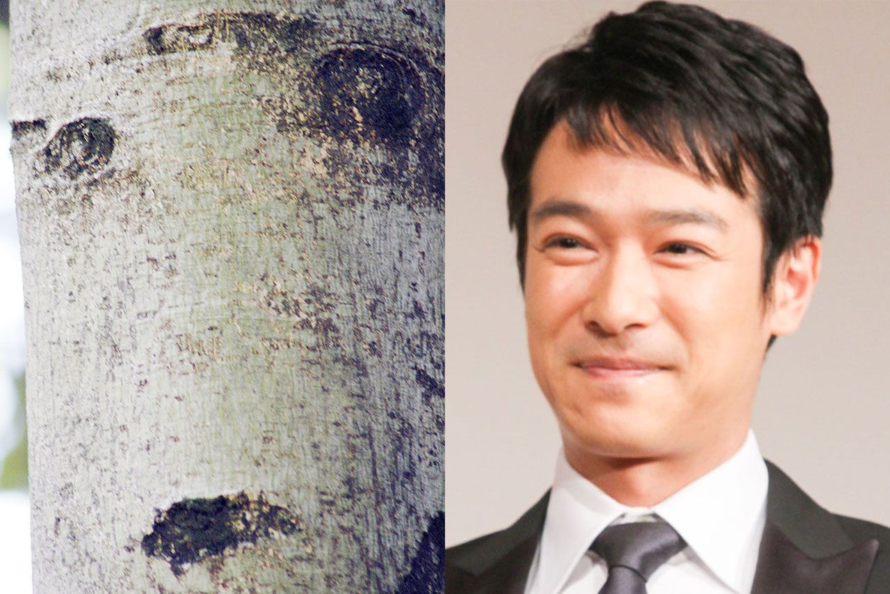 「倍返しだ!」と聞こえてきそうな半沢直樹風な堺雅人っぽい人面樹。これが見つかった調布市・都立野川公園のアオギリ林は人面樹の宝庫だそう