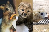 コロナで休園中の動物園・水族館で出産ラッシュ、厳しい経営続く園からは悲鳴も