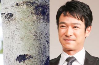 「倍返しだ!」と聞こえてきそうな半沢直樹風な堺雅人っぽい人面樹。これが見つかった調布市・都立野川公園のアオギリ林は人面樹の宝庫だそう