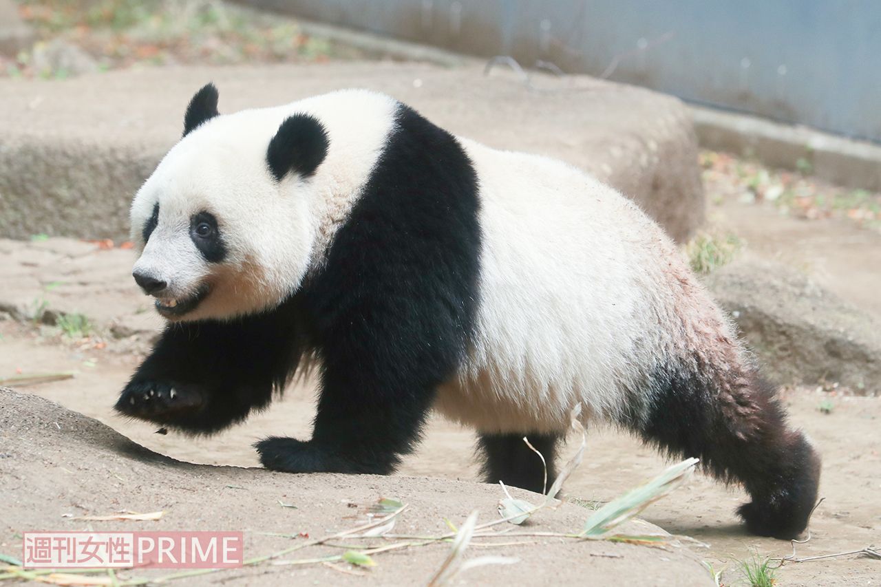 こんなに大きくなったよ！　元気に走り回るシャンシャン