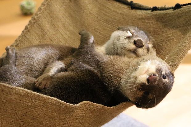 ムギ＆ムーア（コツメカワウソ）＠横浜・八景島シーパラダイス