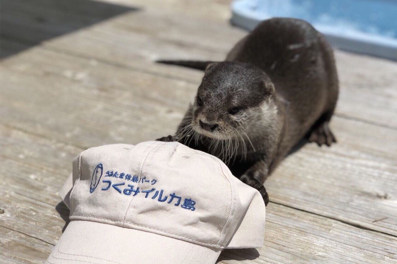 のこすけ（コツメカワウソ）＠うみたま体験パーク「つくみイルカ島」