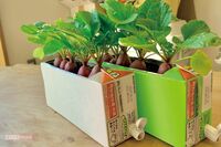 簡単すぎる《おうち菜園術》ビニールの傘袋で長ねぎを育てるSNS投稿が大バズりしたベランダ菜園家が指南！