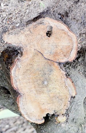 『ウサギ』剪定後の断面にも珍樹が。小山さんいわく、心を落ち着つかせて、いろんな角度から観察することがハントのコツのひとつ