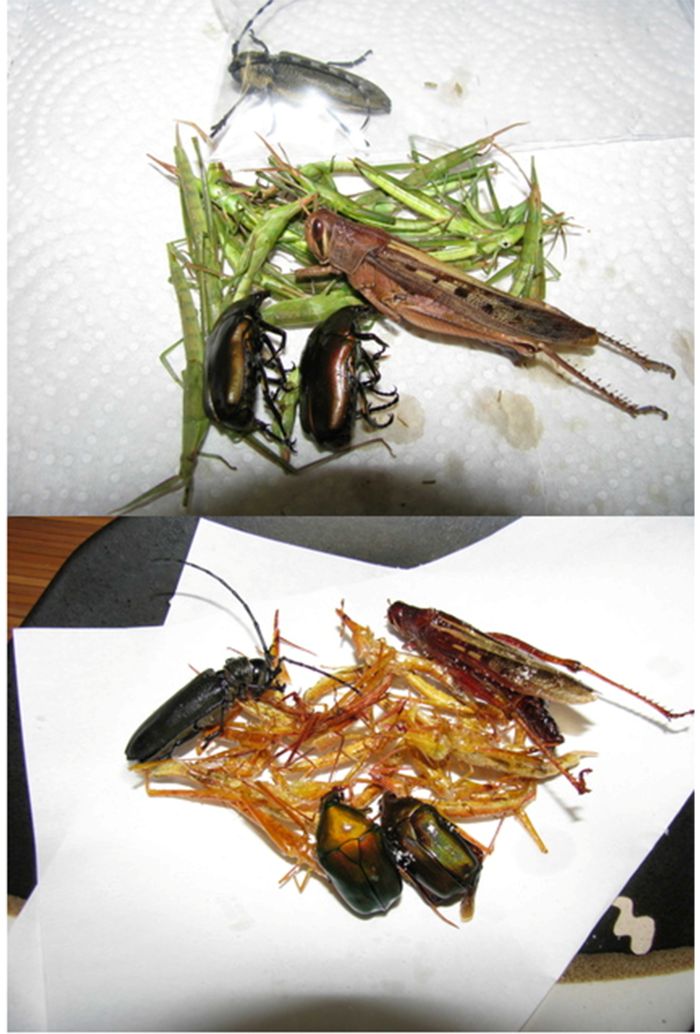 内山さんが川辺で採取した昆虫の素揚げ　昆虫食写真/内山昭一さん提供