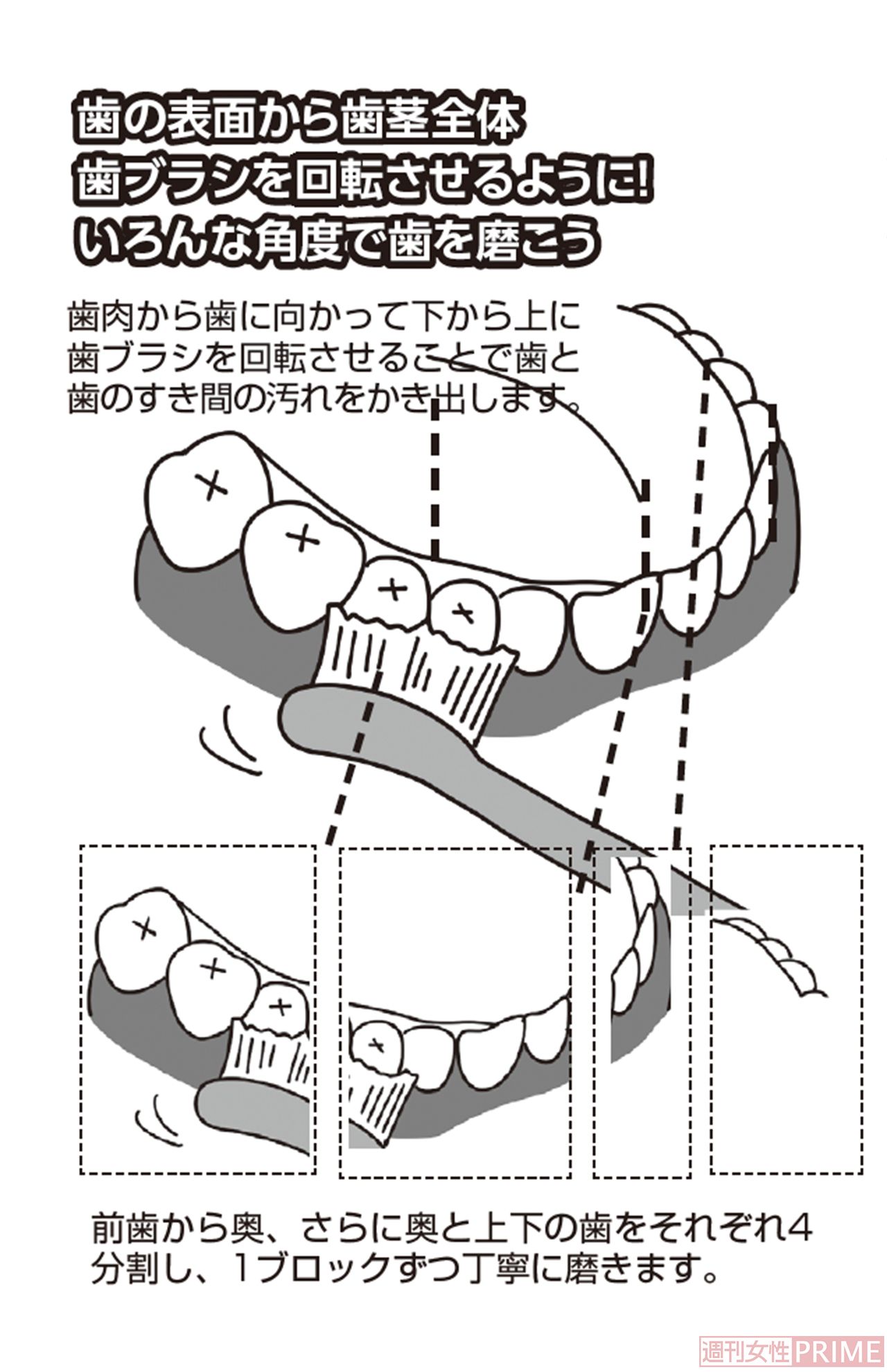 いろんな角度で歯を磨こう！　イラスト／とげとげ。