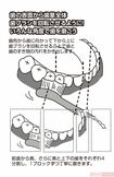 いろんな角度で歯を磨こう! イラスト/とげとげ。