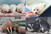 《7月15日は海の日》今年の春〜初夏に生まれた“水族館ベビー”たち！その愛くるしさに思わずメロメロ