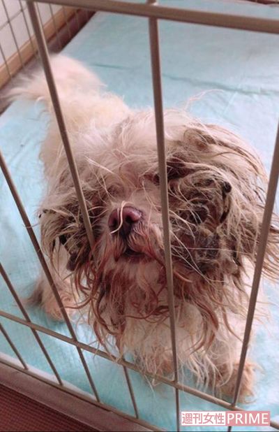 保護された犬。視界を遮るほど毛は伸び、糞などがこびりついていた（読者提供）