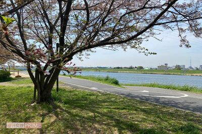 【千葉県市川市・3歳児花見死亡事故】子どもが亡くなった江戸川河川敷は、2022年にも7歳女児が事故に遭った…