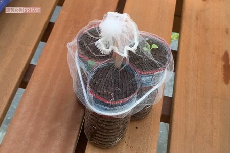 ペットボトルを使って栽培する水菜　撮影／林ひろし　栽培写真協力／ぽたろう