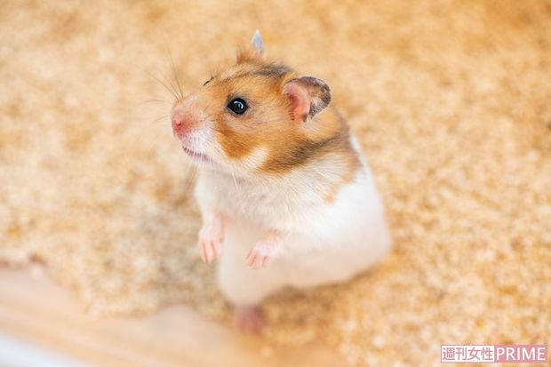 ゴールデンハムスター