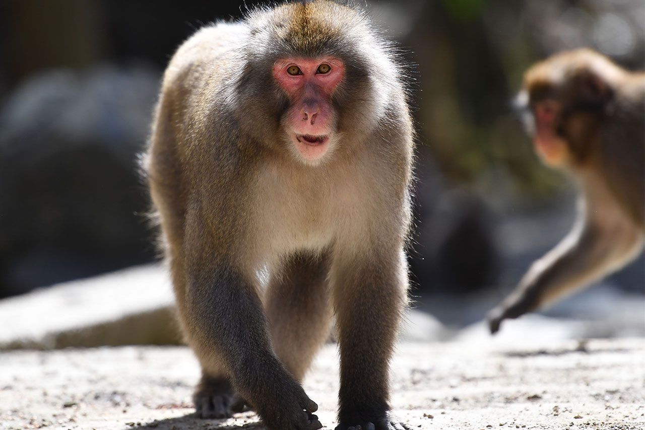 『ドッキリGP』で放送された“猿ドン”が問題視された（写真はイメージです）