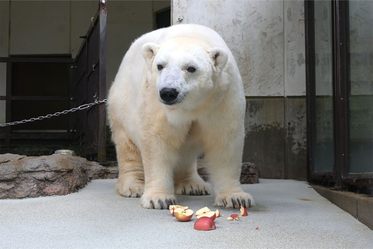 ホッキョクグマのピース（提供／愛媛県立とべ動物園）