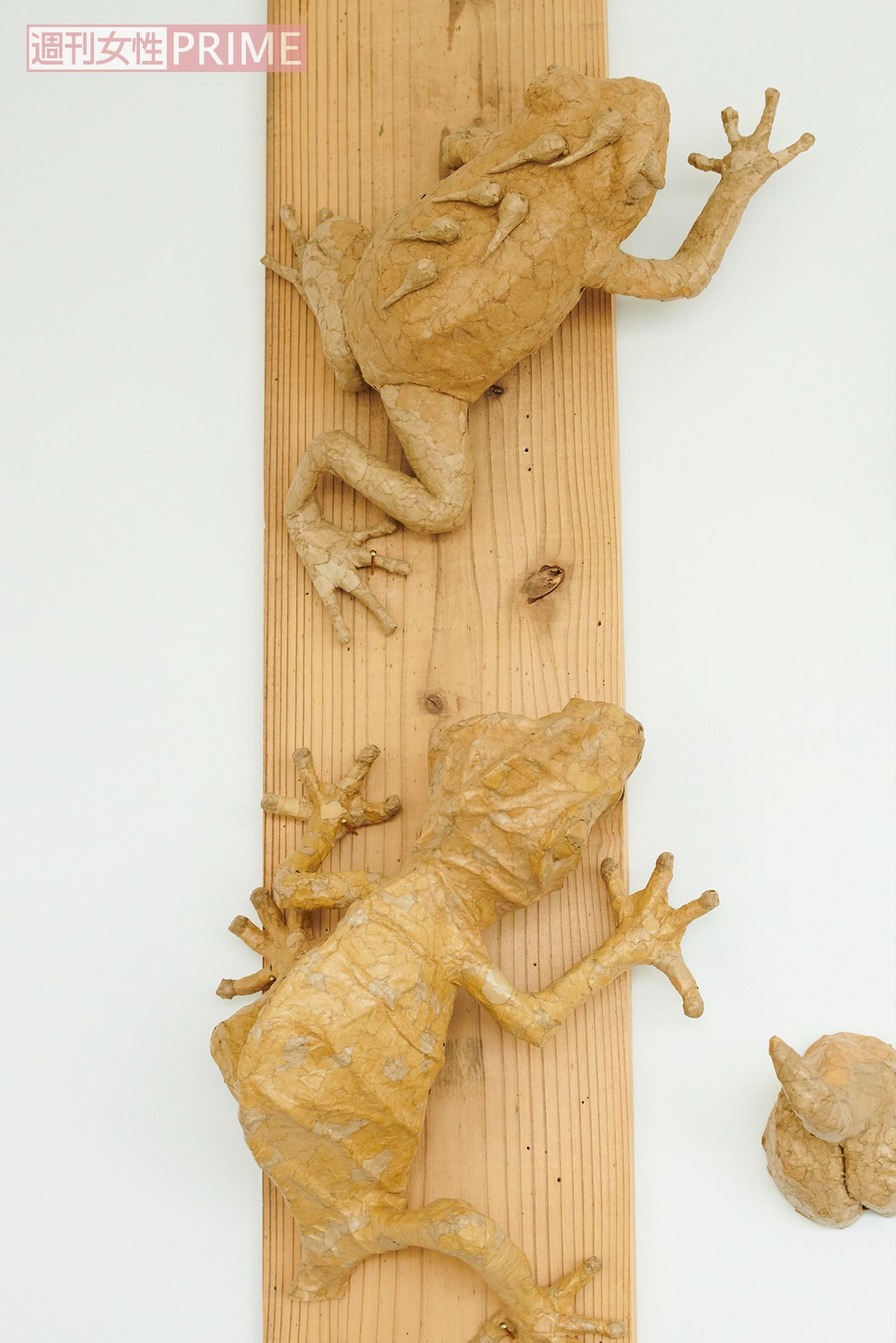 「上のカエルはイチゴヤドクガエルといって、森の中で卵を産み、背中に子どもを乗せて水場へ運んでいくんです」。作るときは生態系まできちんと調べるそう　撮影／山田智絵