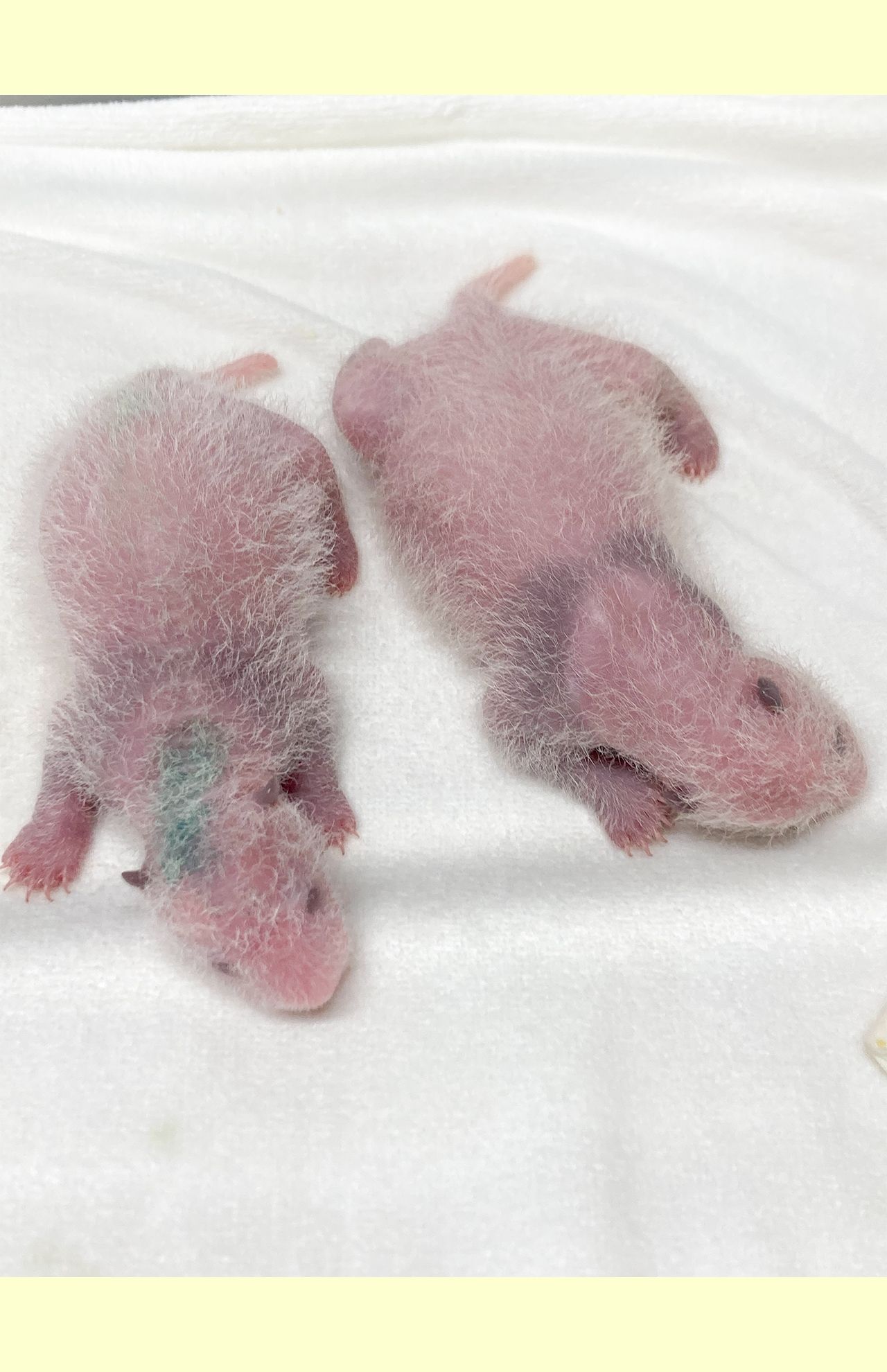 '21年6月23日に誕生した2頭　写真／（公財）東京動物園協会