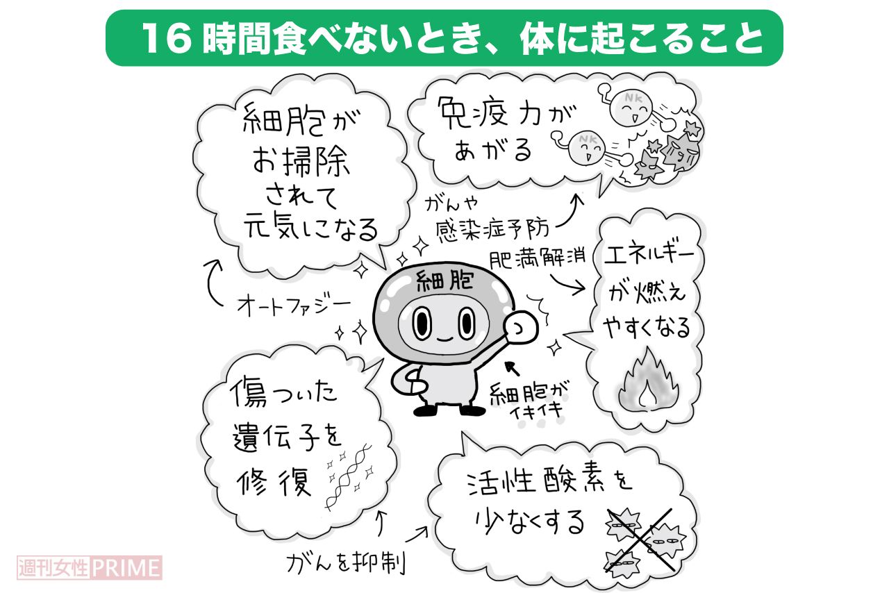 「16時間断食」するとオートファジーでいろいろな効果が（イラスト／ますみかん）