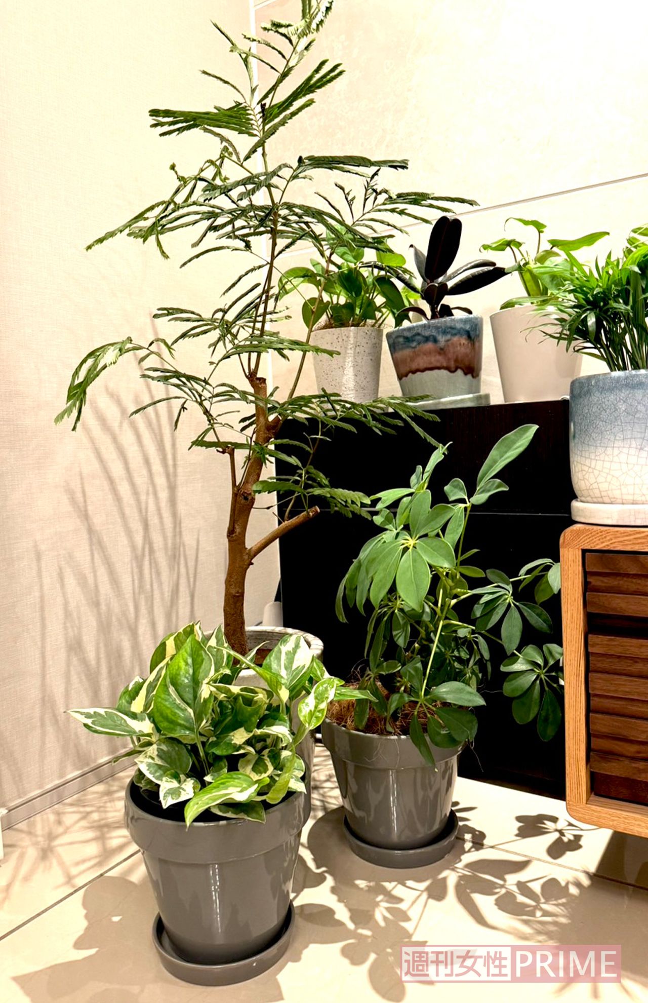 かわいいわが家の観葉植物たち。すくすく育ってほしいです　撮影／加藤綾菜