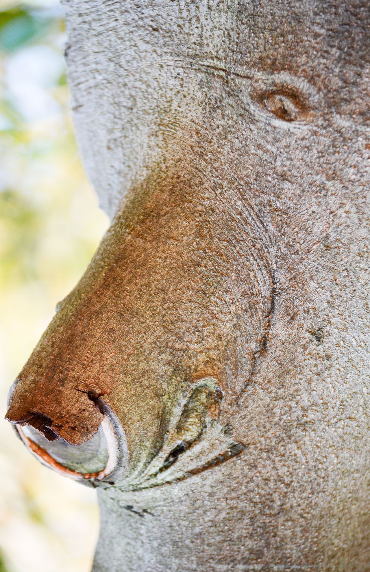 『クマ』立派な鼻が特徴的なクマはモッコクという木で見つかったもの。しょんぼりした表情に哀愁を感じます