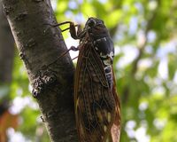 【夏のうんちく10】セミの声は電話越しに聞こえない