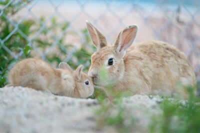 “尊い親子愛”「赤ちゃんうさぎさんが、お母さんに甘えにいっている貴重な場面です」（撮影／うさぎ写真家uta）