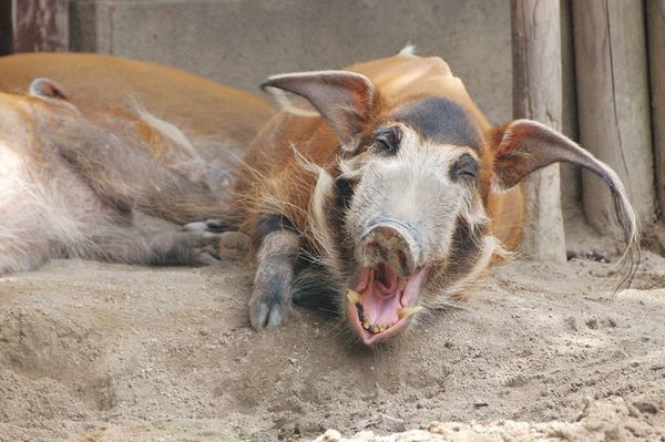 よこはま動物園ズーラシア
