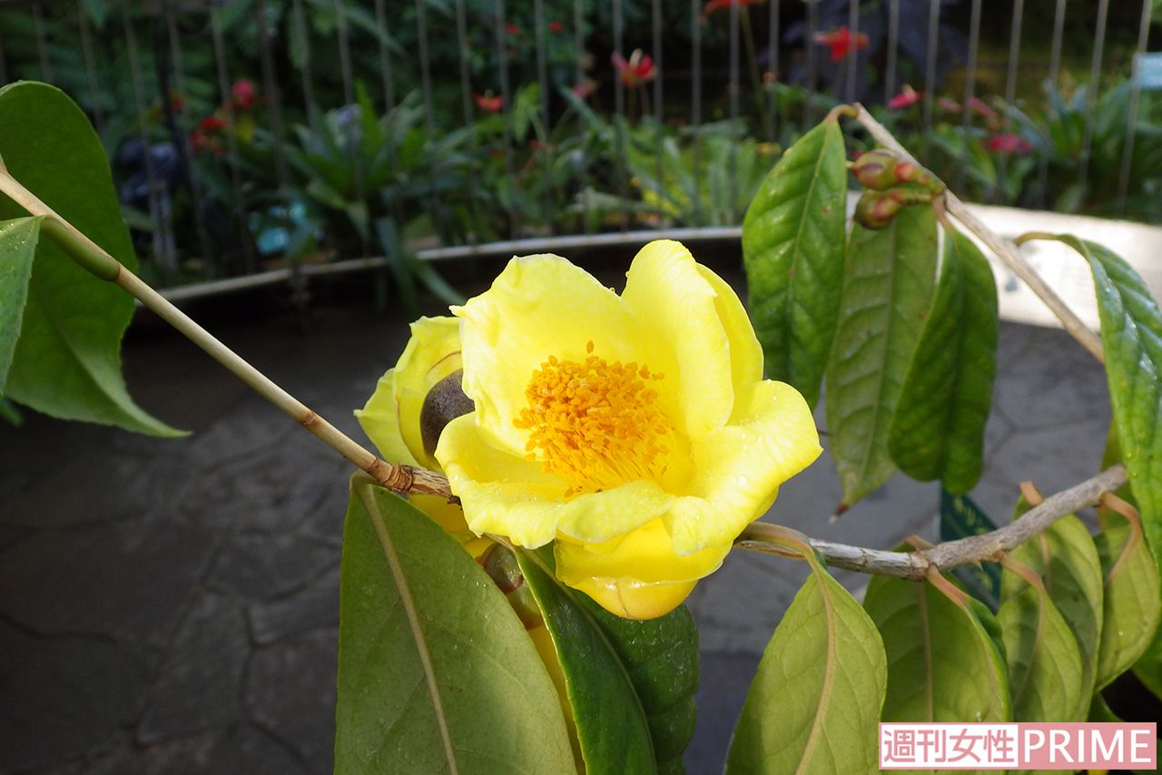 「キンカチャ」は中国名「金花茶」　撮影／渡邉智裕