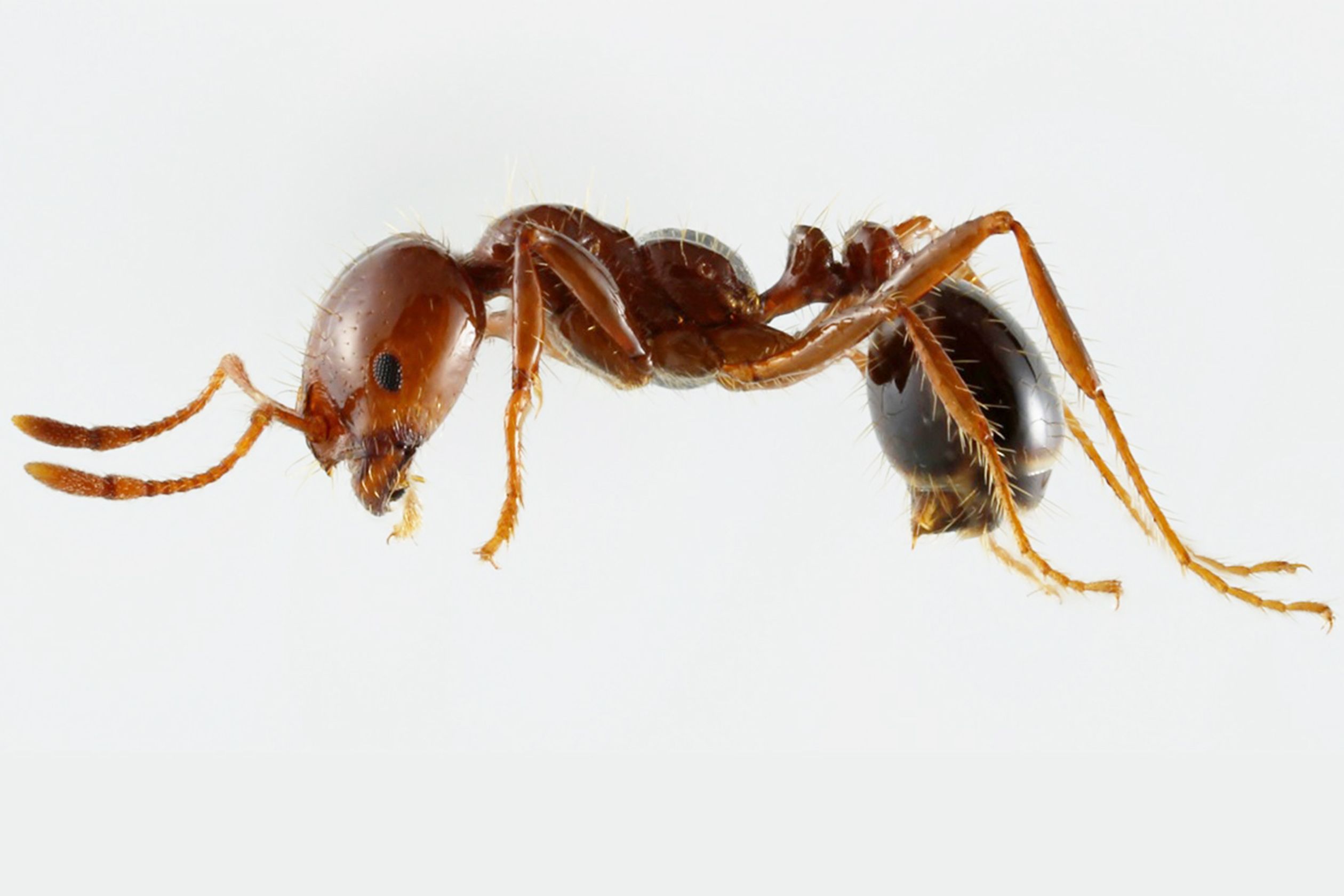 ヒアリ（国立環境研究所提供）