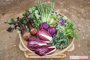 一見、ねぎくらいしかなさそうな冬の畑に、実はこんなにも高級野菜が隠れている　撮影／齋藤周造