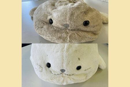 しぼんでいた『しろたん』のぬいぐるみ（写真上）がふっくら、真っ白に！（下）　最近はアニメやアイドルの『推しぐるみ』の依頼も多いという
