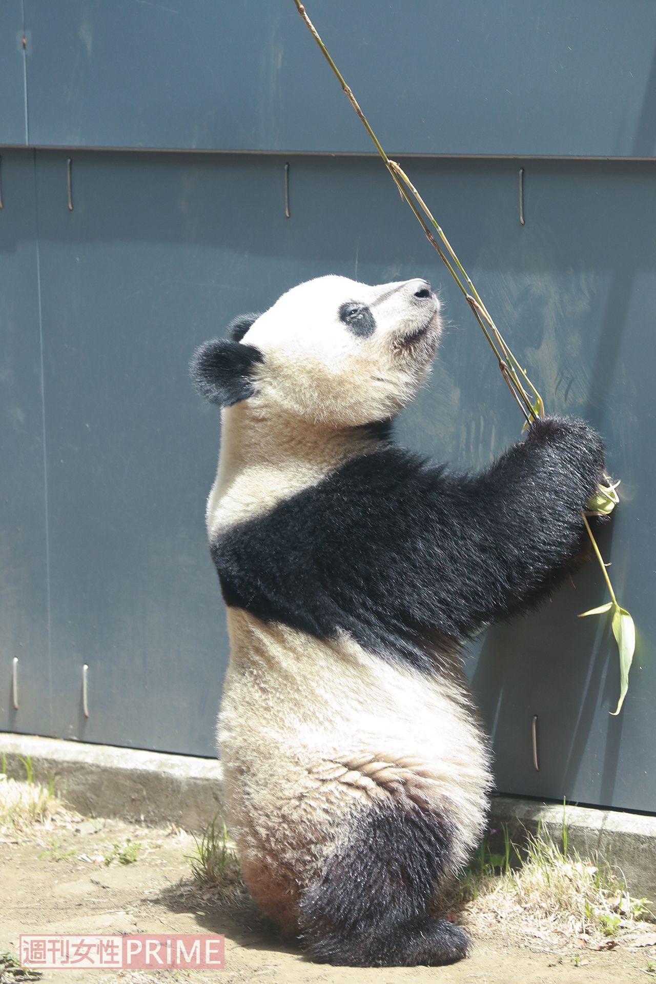 スッと立ち上がってササを手にしたと思ったら