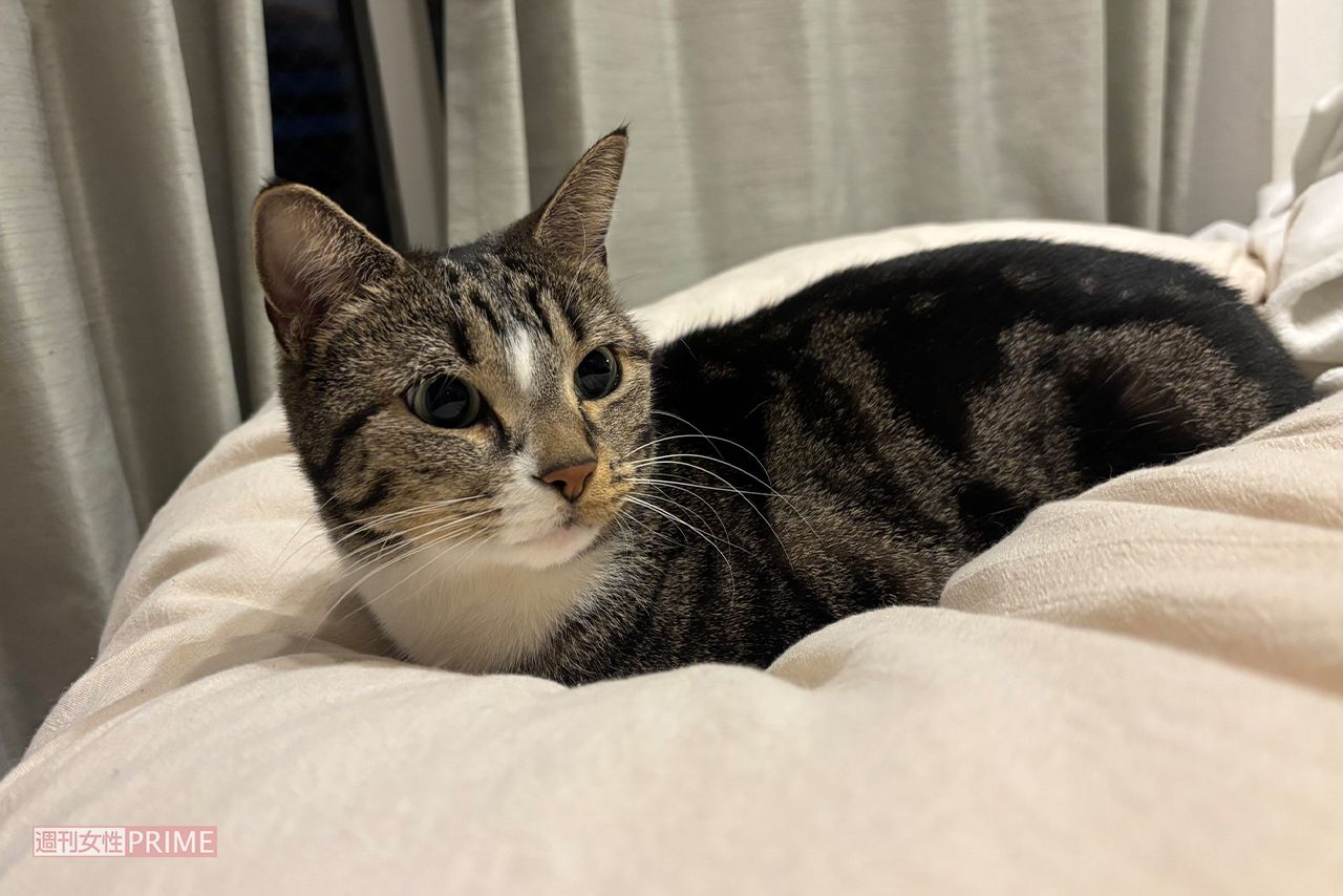 3歳のメス猫の三九ちゃん　写真提供／嶋津輝さん
