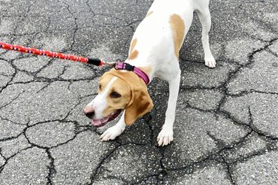 首輪のほうがコントロールしやすいが犬にとっては首に負担がかかりやすい（写真はイメージです）